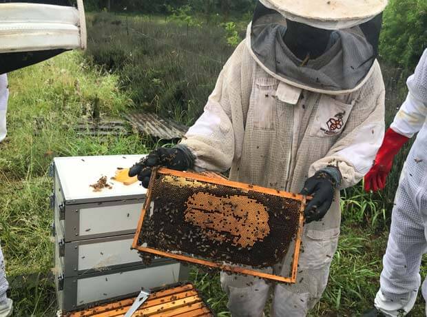 Honeycomb Container with bees